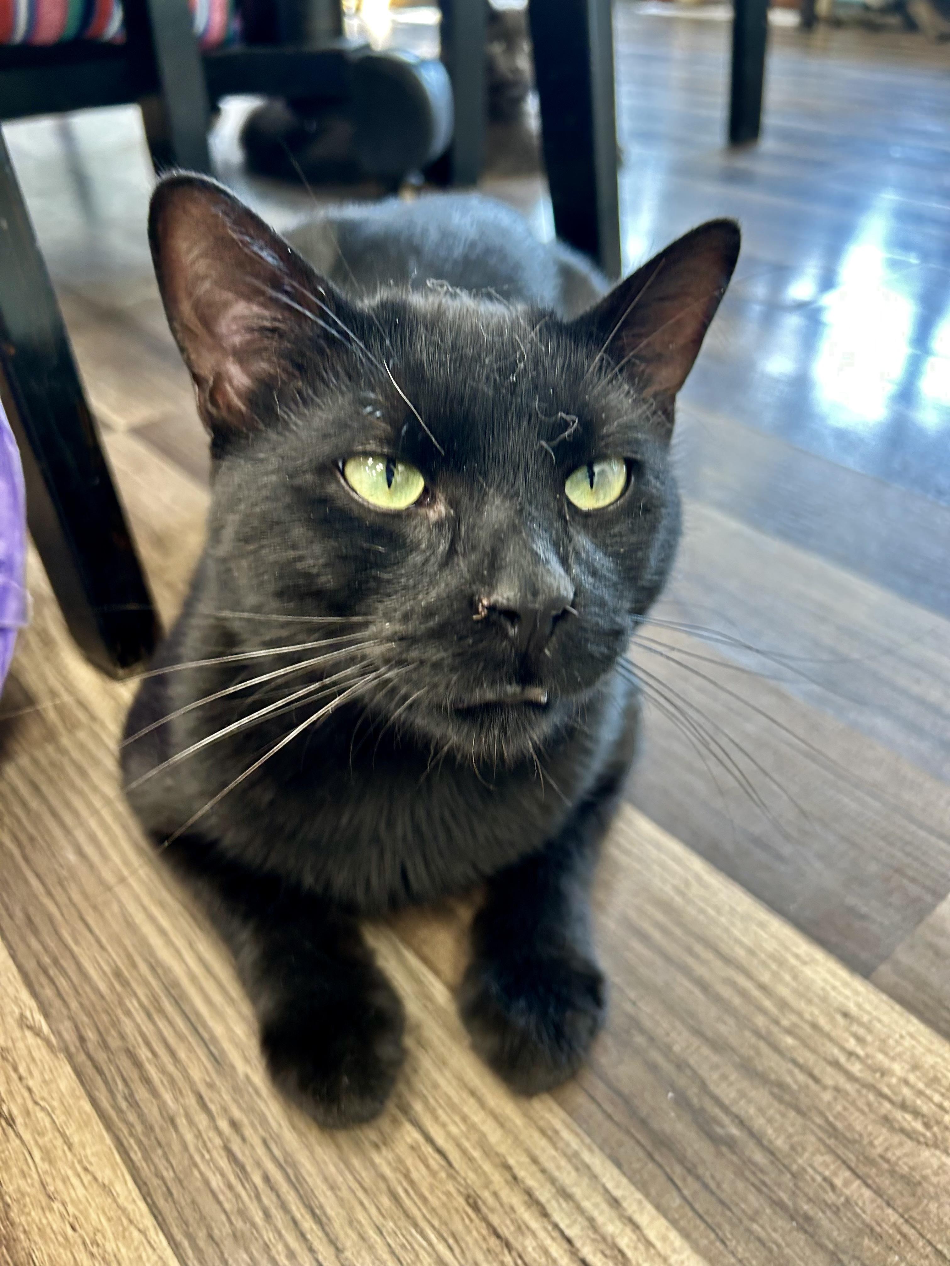 Enlarge Sherman - ADOPTION PENDING, an adopted Domestic Short Hair in Grand Rapids, MI image 6/6