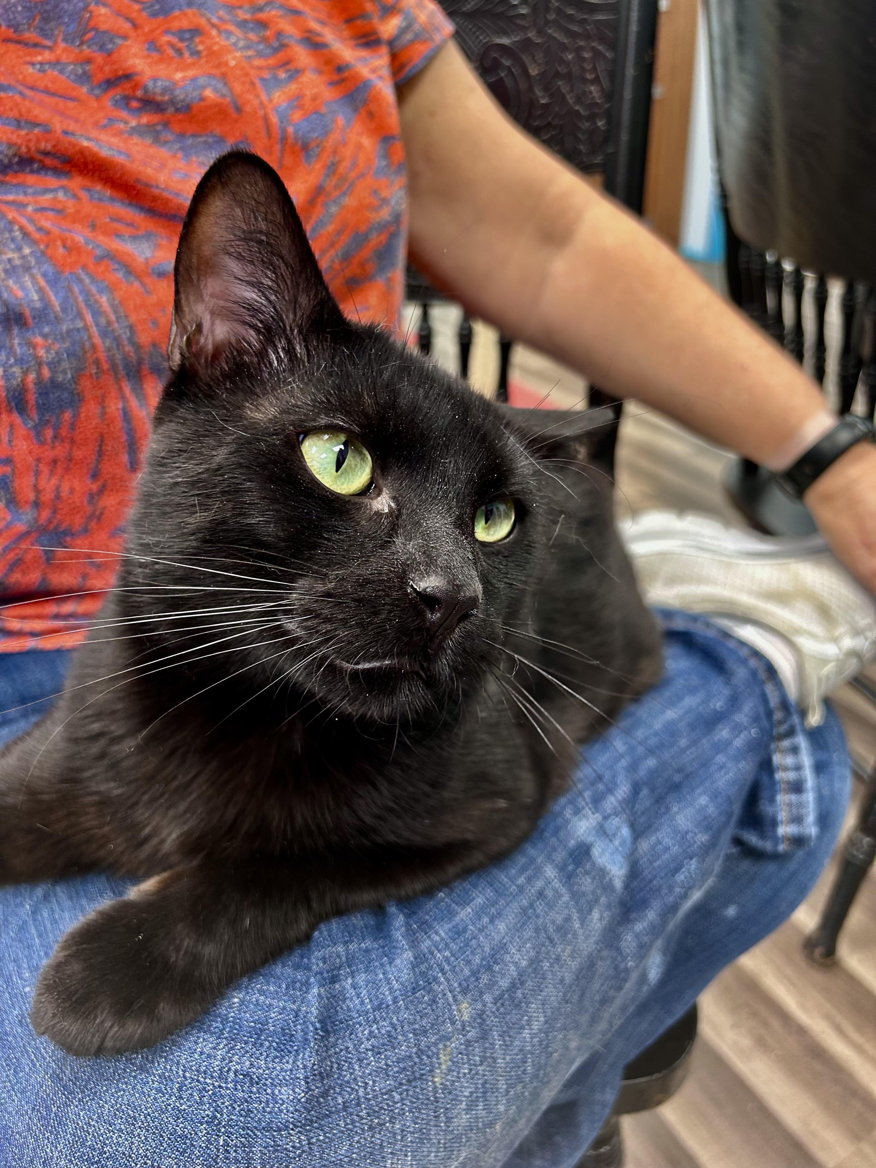 Enlarge Sherman, a ADOPTABLE Domestic Short Hair in Grand Rapids, MI image 6/6