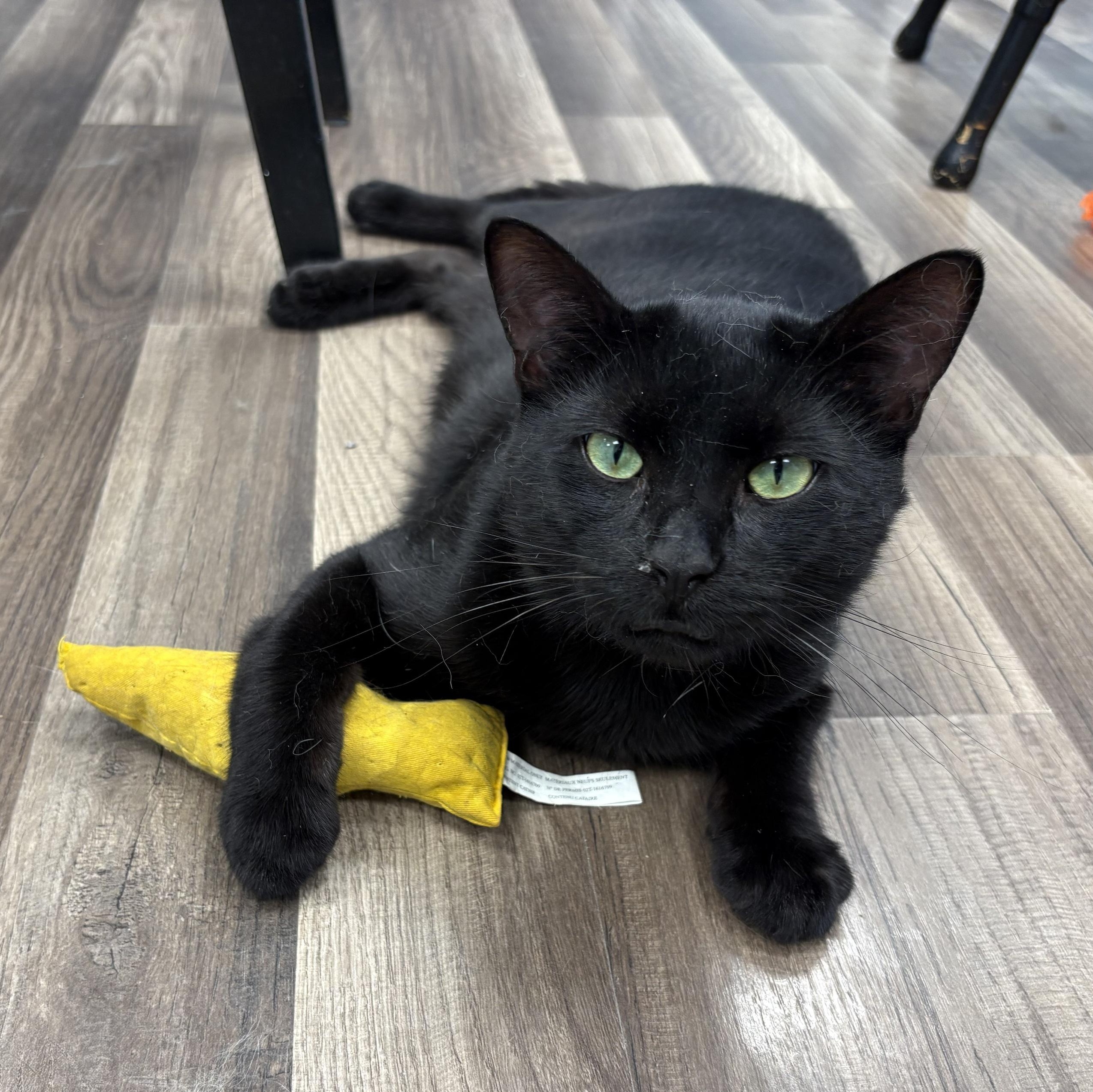 Sherman, a ADOPTABLE Domestic Short Hair in Grand Rapids, MI image 1/6