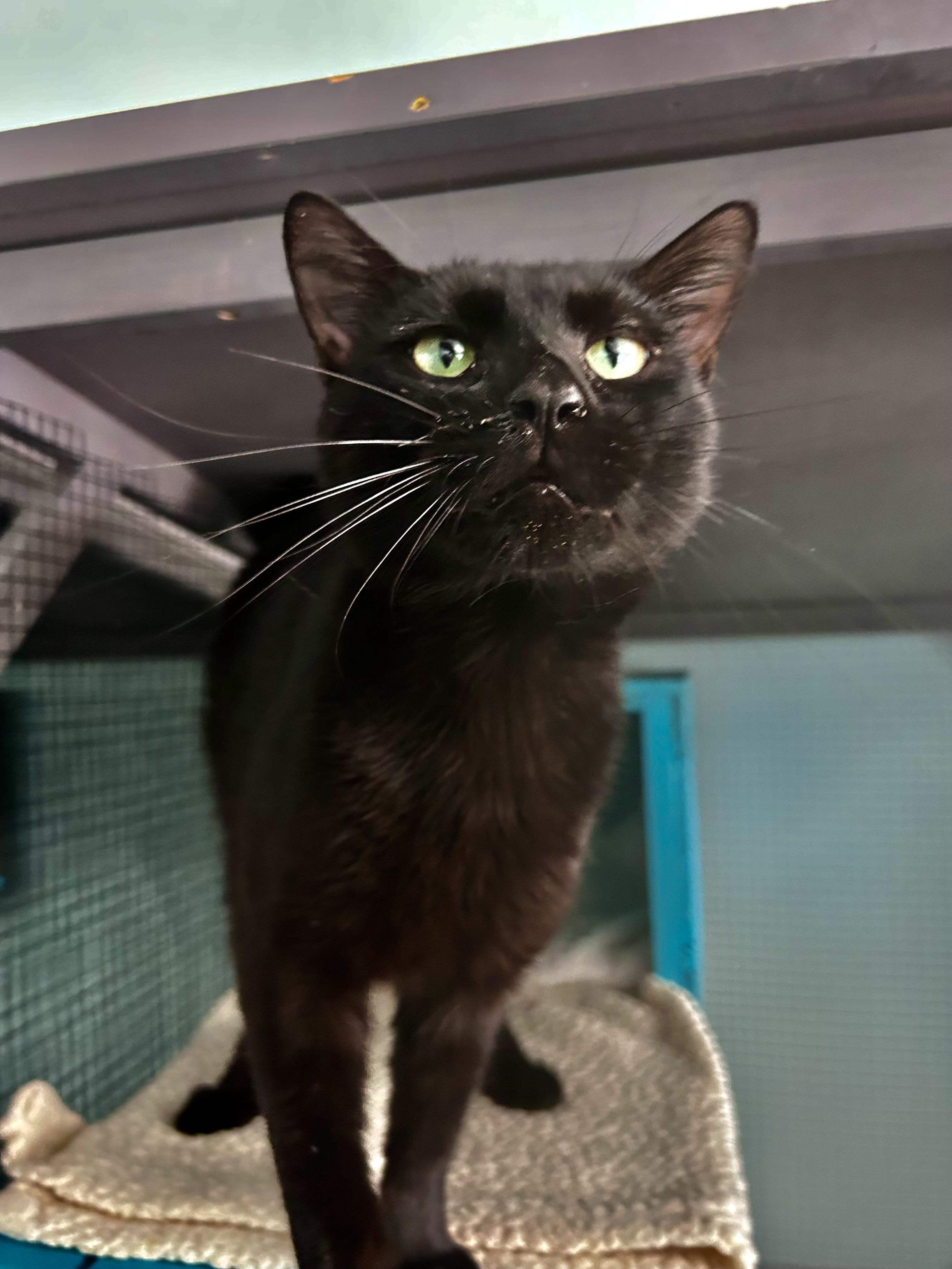 Enlarge Sherman, a ADOPTABLE Domestic Short Hair in Grand Rapids, MI image 4/6