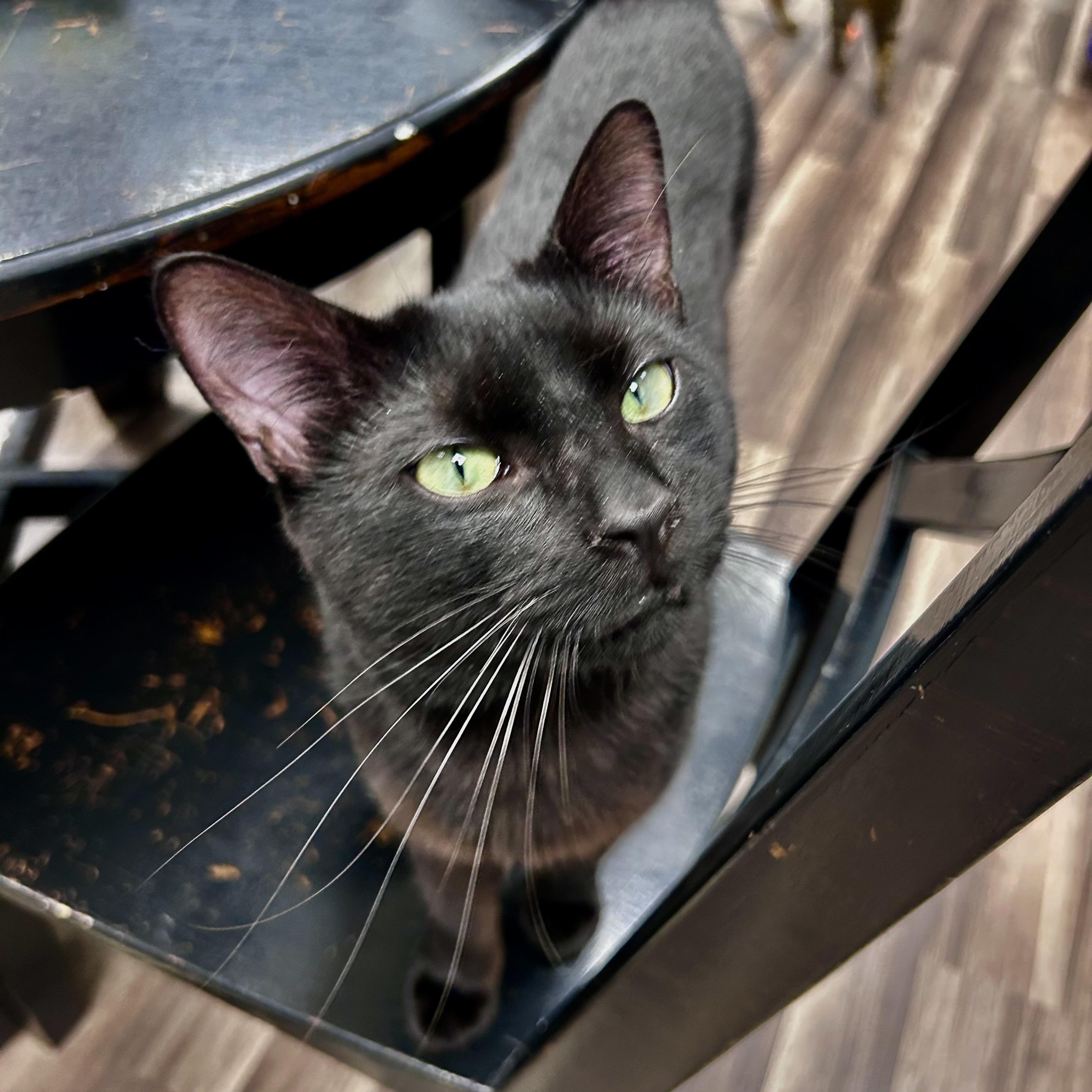 Enlarge Sherman, a ADOPTABLE Domestic Short Hair in Grand Rapids, MI image 3/6