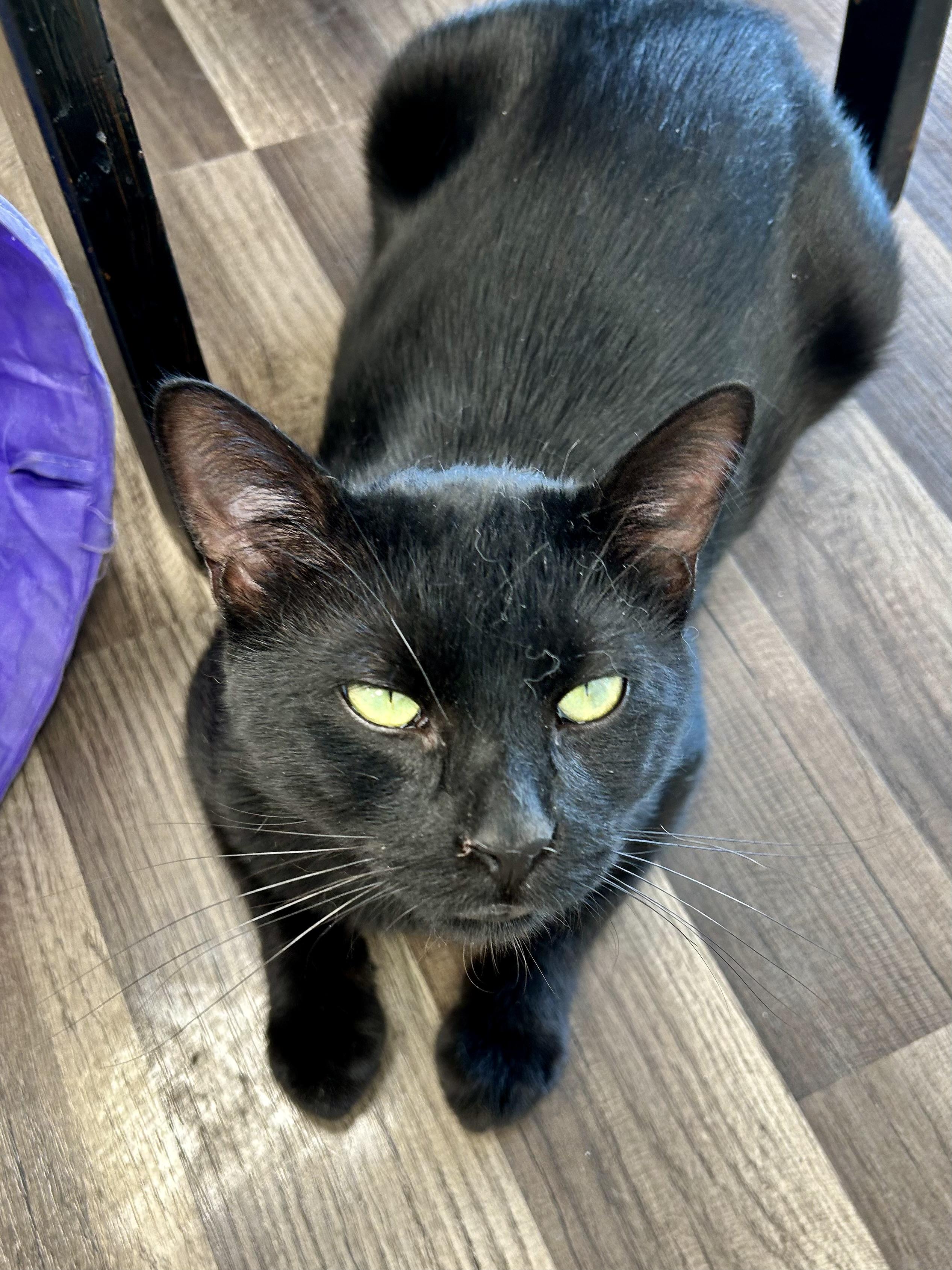 Enlarge Sherman - ADOPTION PENDING, an adopted Domestic Short Hair in Grand Rapids, MI image 5/6