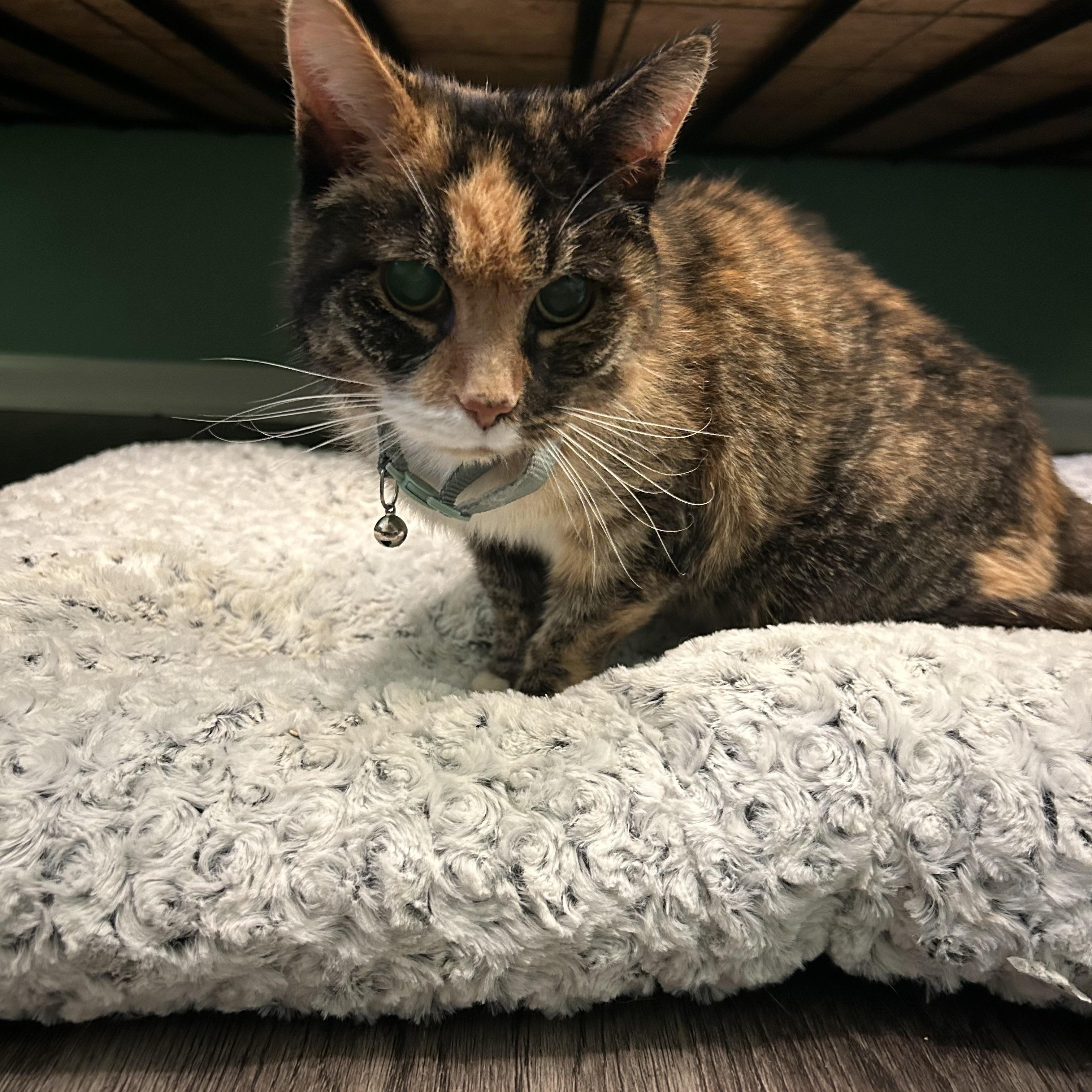 Uma: A Gentle Soul Who Proves Love Doesn't Need Sight or Sound., a Adoptable Tortoiseshell in Bristow, VA image 2/3