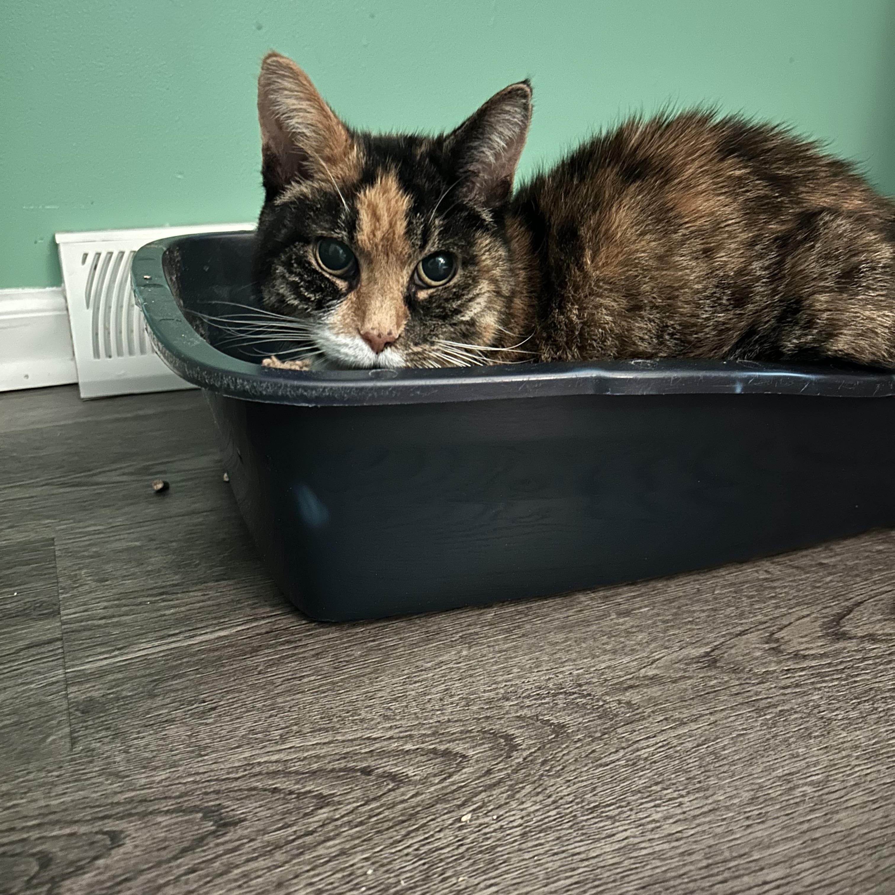 Uma: A Gentle Soul Who Proves Love Doesn't Need Sight or Sound., Adoptable, Senior Female Tortoiseshell.