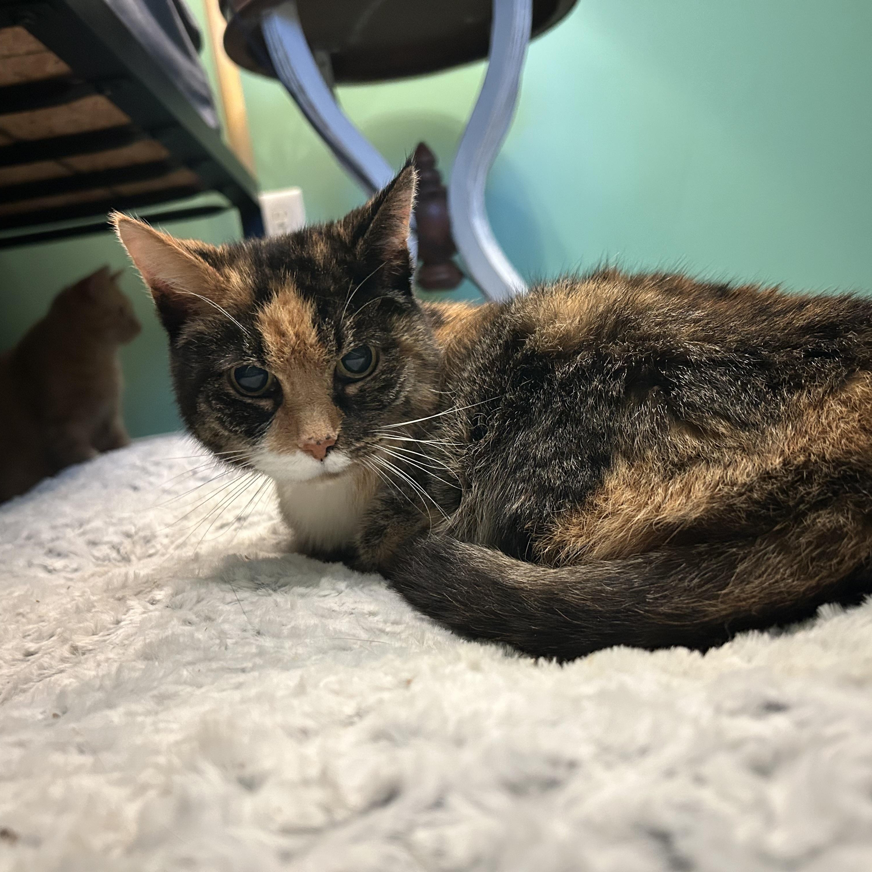 Uma: A Gentle Soul Who Proves Love Doesn't Need Sight or Sound., a Adoptable Tortoiseshell in Bristow, VA image 3/3