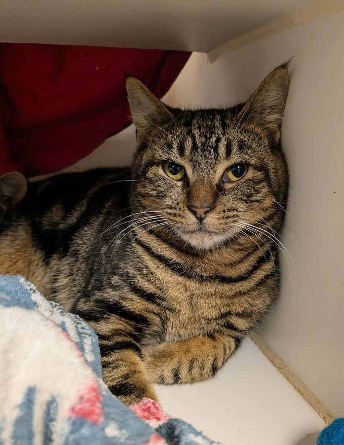 Wenlo, Adoptable, Young Female Domestic Short Hair.