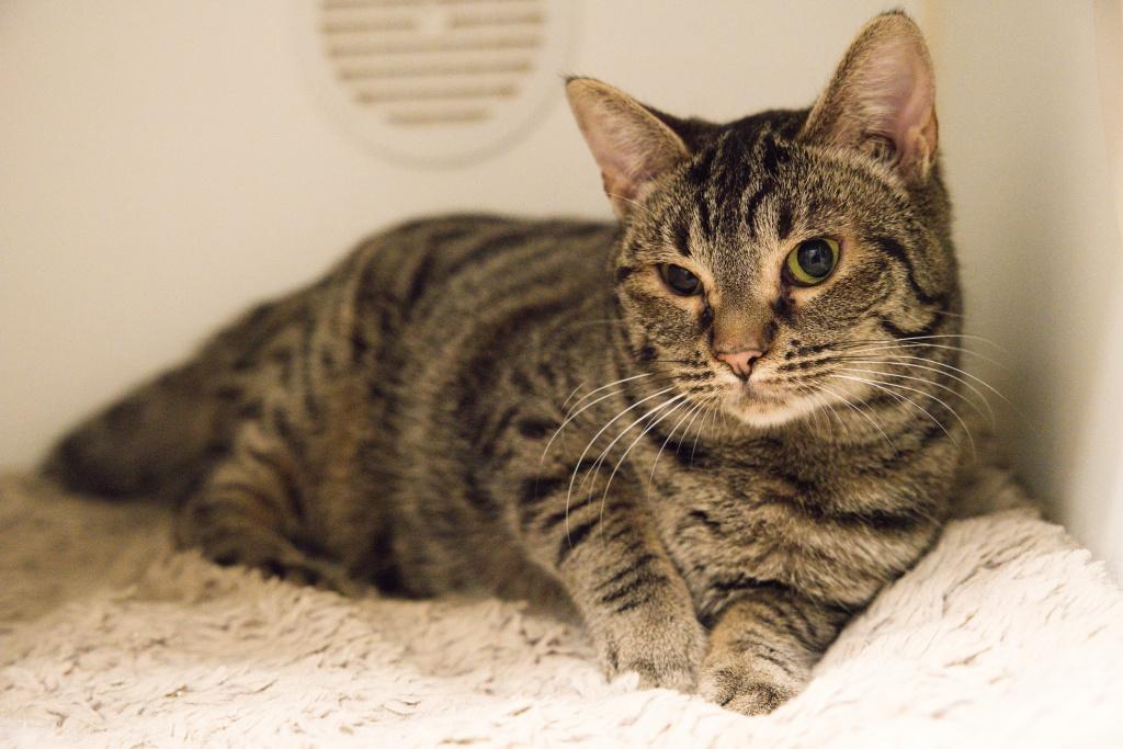 Enlarge Wenlo *In Foster Home*, a Adoptable mixed breed in Bellingham, WA image 4/4