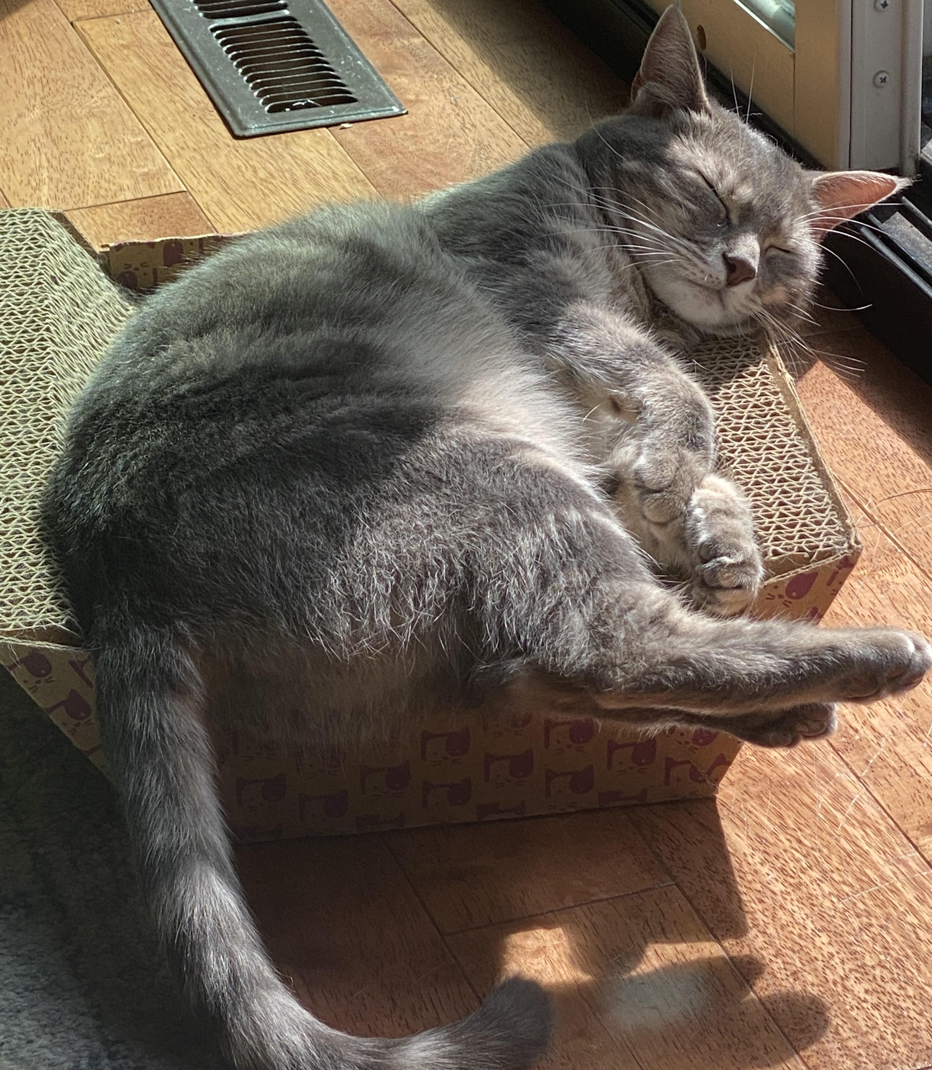 Leni, Adoptable, Adult Female Domestic Short Hair.