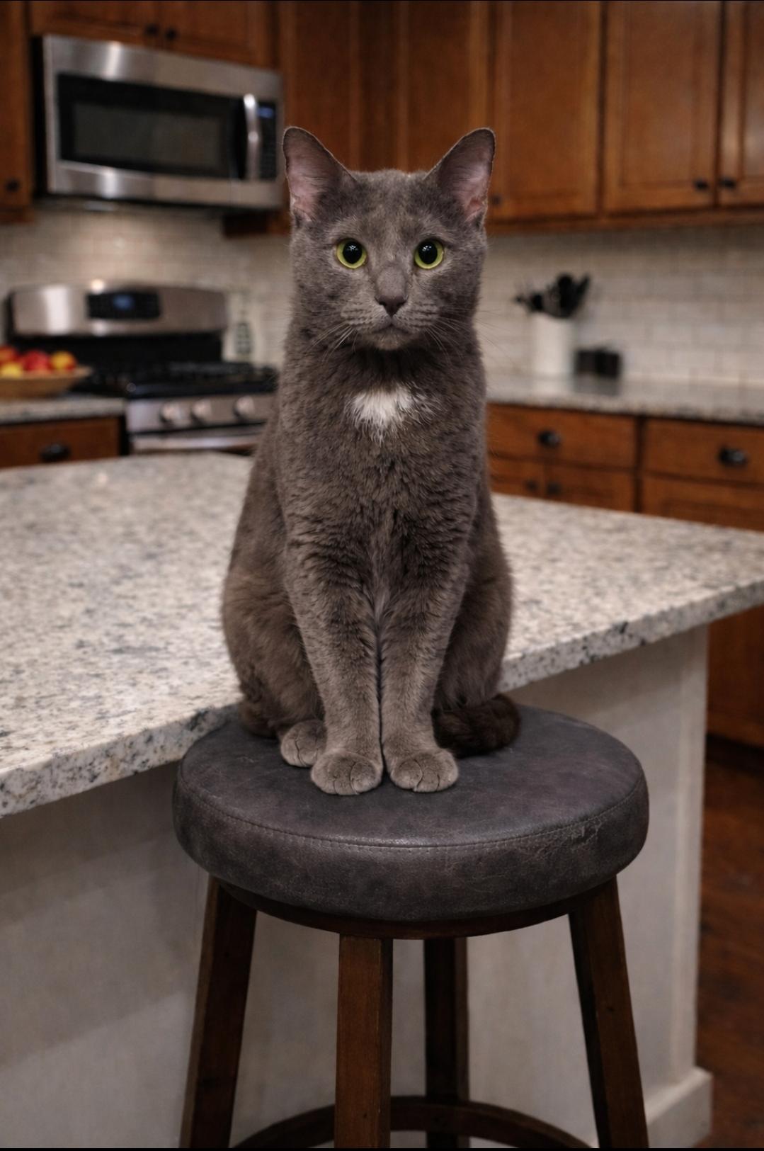Enlarge Stanley, an adopted Russian Blue in Central City, KY image 1/1