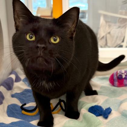 Mumsie, Adoptable, Adult Female Domestic Short Hair & Domestic Short Hair.