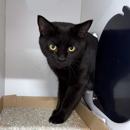 Mumsie, Adoptable, Adult Female Domestic Short Hair & Domestic Short Hair.