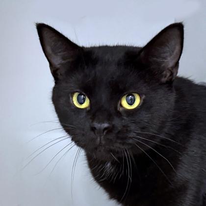 Mumsie, a Adoptable mixed breed in Voorhees, NJ image 3/3