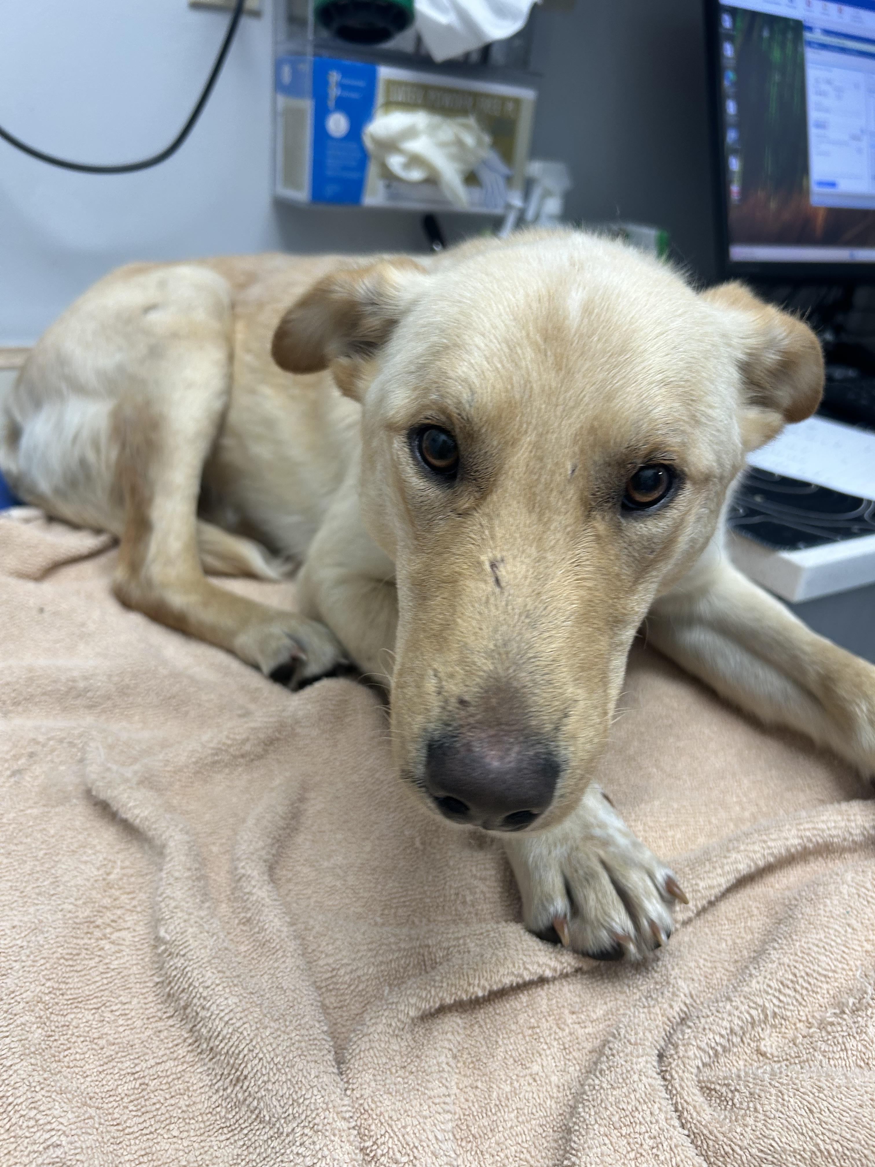 Little Boy (tripod), an adoptable Mixed Breed in Edmonton, AB, T5Y 3N6 | Photo Image 3