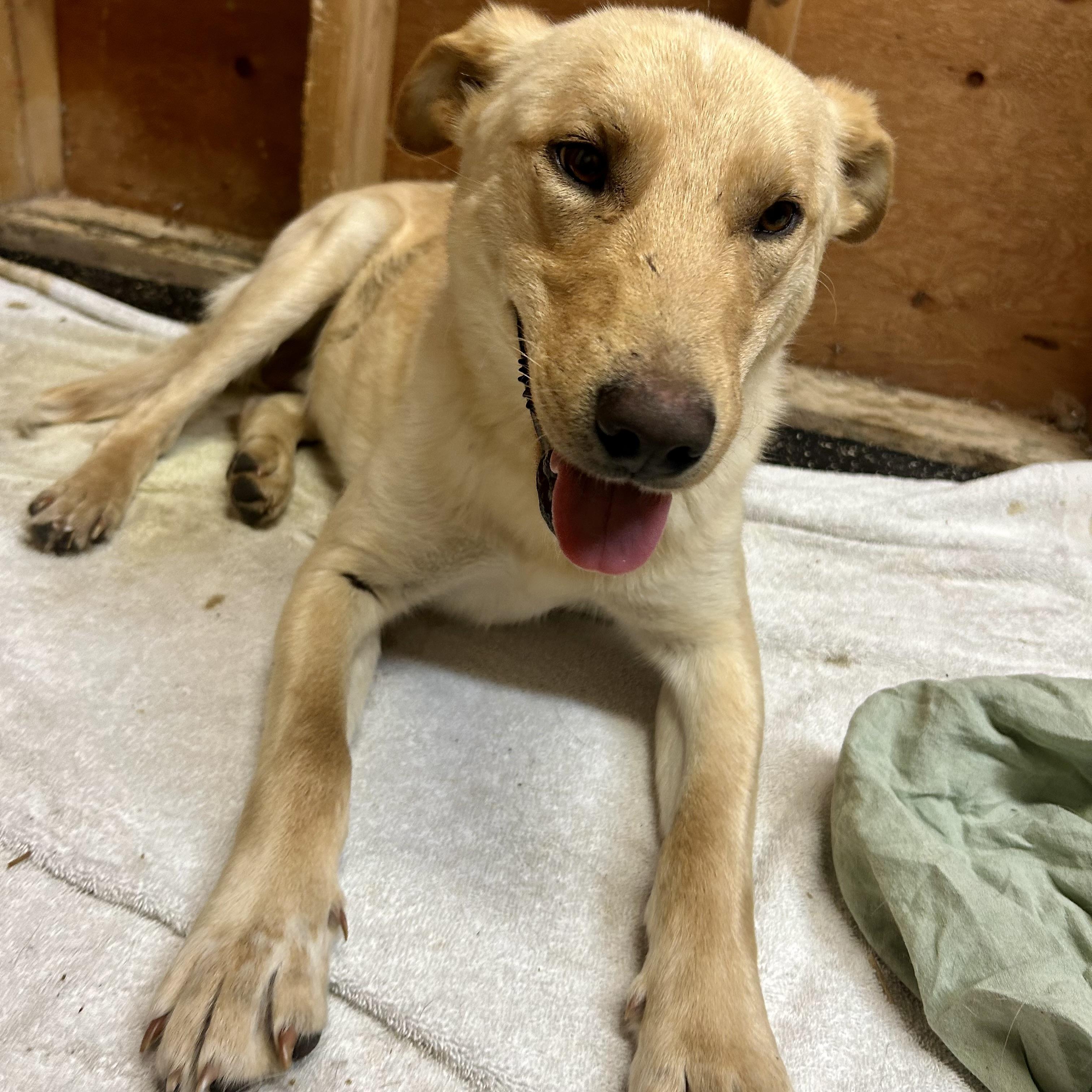 Little Boy (tripod), an adoptable Mixed Breed in Edmonton, AB, T5Y 3N6 | Photo Image 1