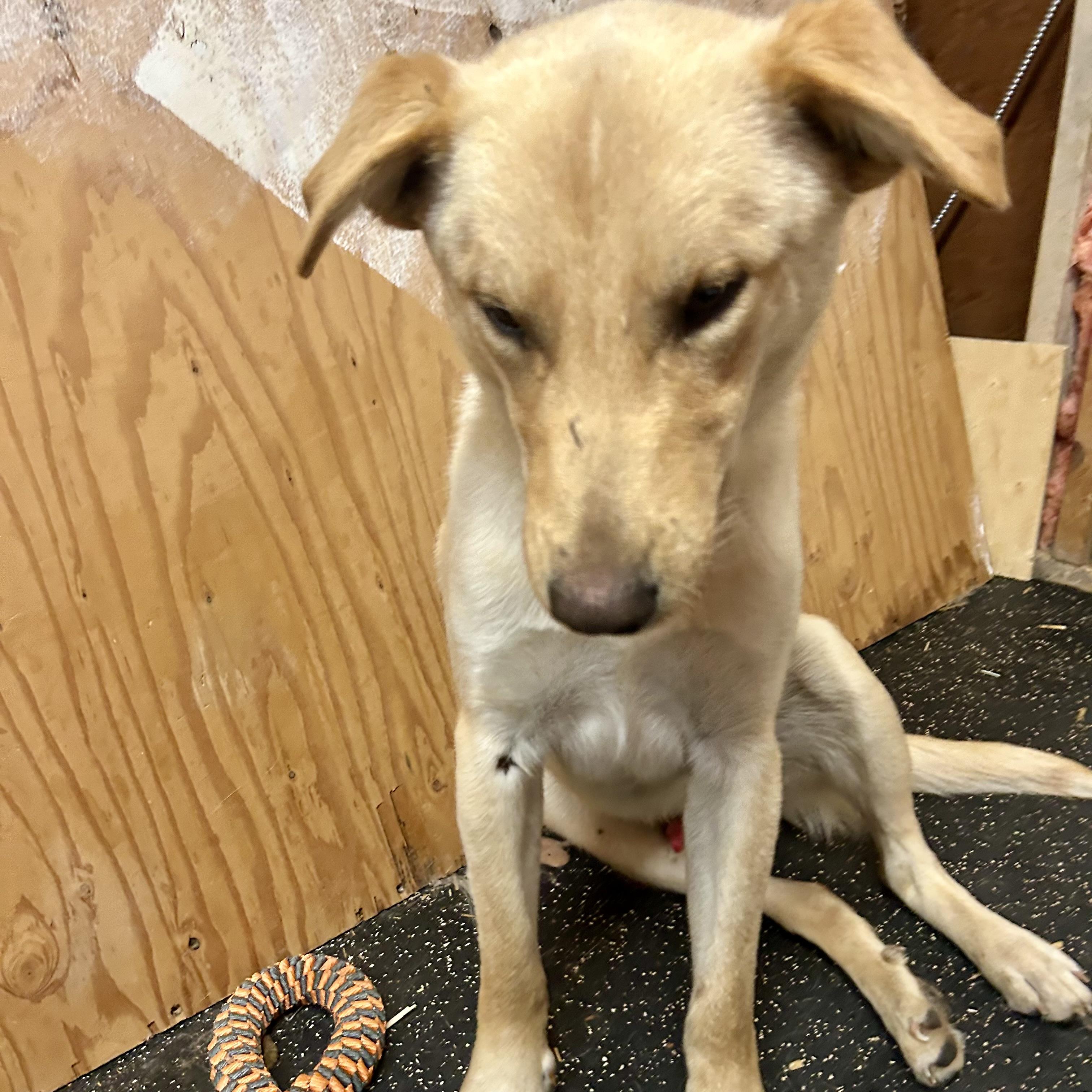 Little Boy (tripod), an adoptable Mixed Breed in Edmonton, AB, T5Y 3N6 | Photo Image 6