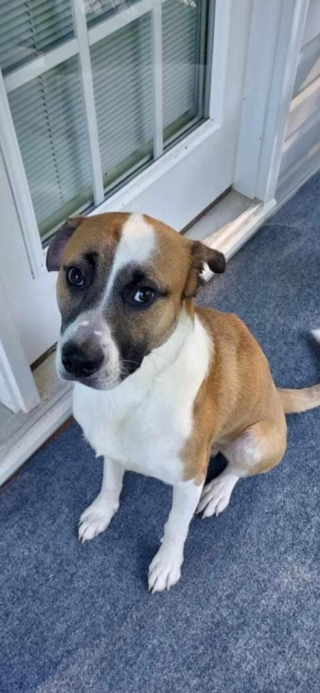 Bentley (Bashful), Adoptable, Adult Male Labrador Retriever.