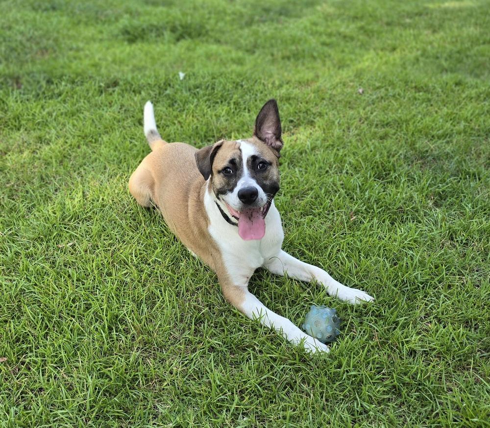 Enlarge Bentley, a Adoptable mixed breed in Wendell, NC image 1/5