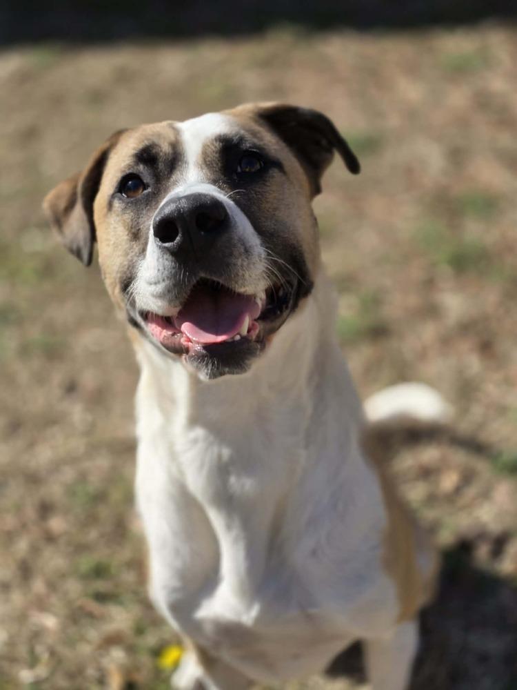 Enlarge Bentley, a Adoptable mixed breed in Wendell, NC image 2/5