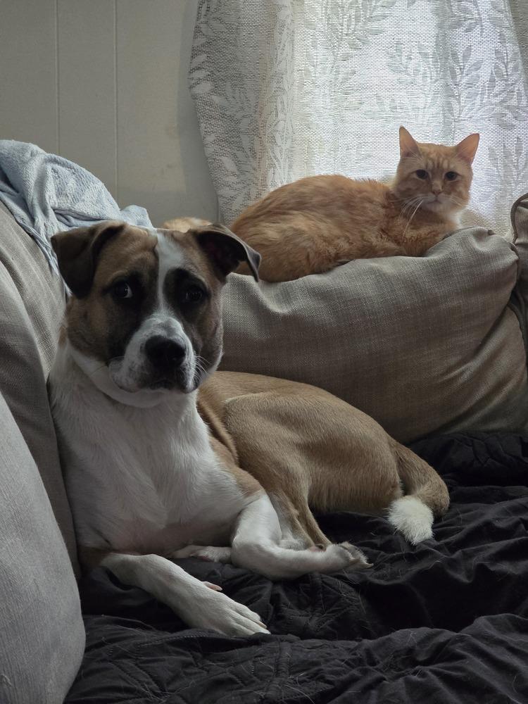 Bentley (Bashful), a Adoptable mixed breed in Wendell, NC image 2/6