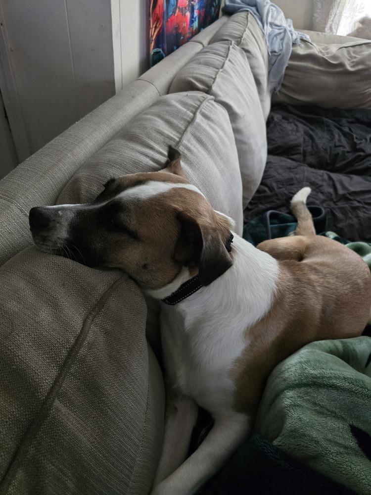 Bentley (Bashful), a Adoptable mixed breed in Wendell, NC image 3/6