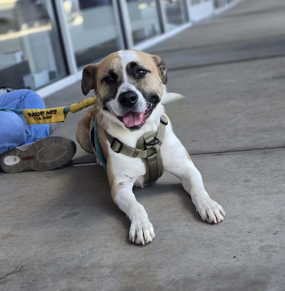 Enlarge Bentley, a Adoptable mixed breed in Wendell, NC image 4/5