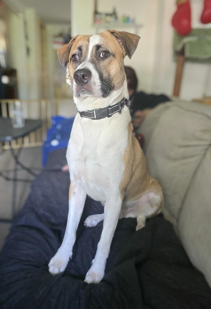 Bentley (Bashful), a Adoptable mixed breed in Wendell, NC image 4/6