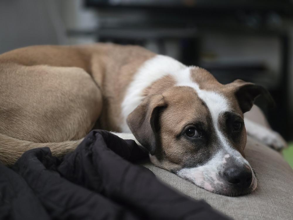 Bentley (Bashful), a Adoptable mixed breed in Wendell, NC image 5/6