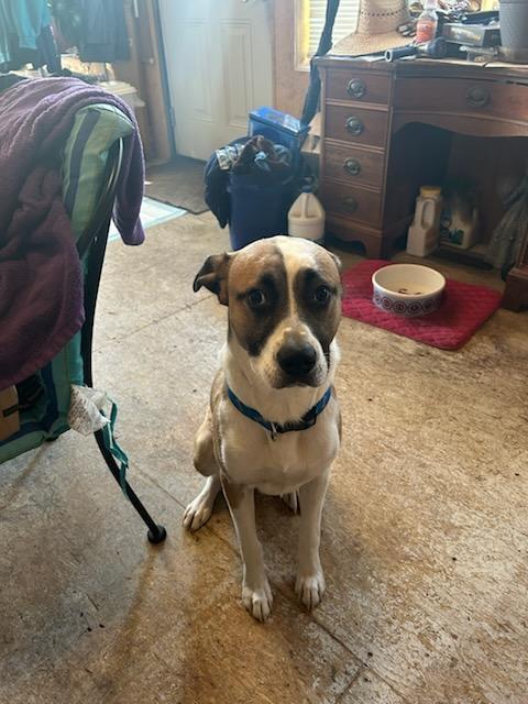 Bentley (Bashful), a Adoptable mixed breed in Wendell, NC image 6/6