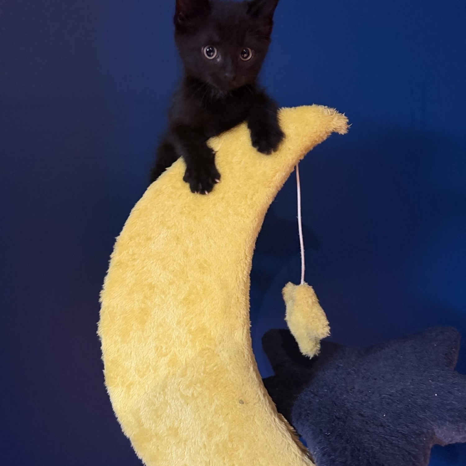 Vans, Adoptable, Young Male Domestic Short Hair.