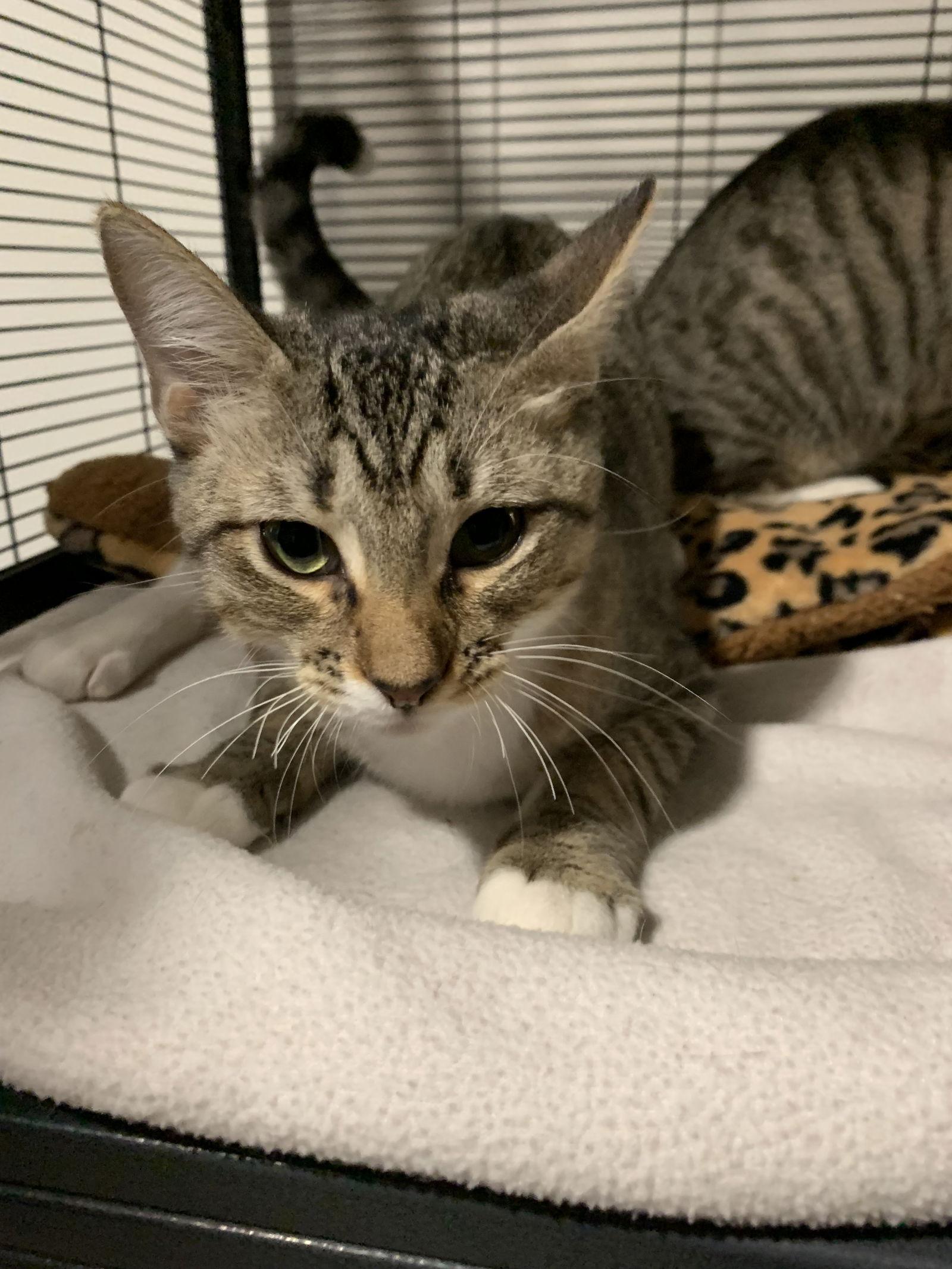 Darwin, a Adoptable Domestic Short Hair in Sanford, FL image 1/5