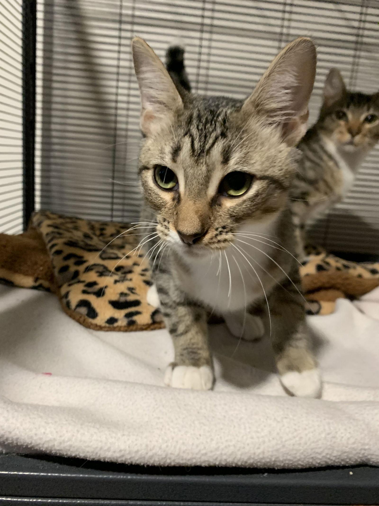 Darwin, a Adoptable Domestic Short Hair in Sanford, FL image 3/5