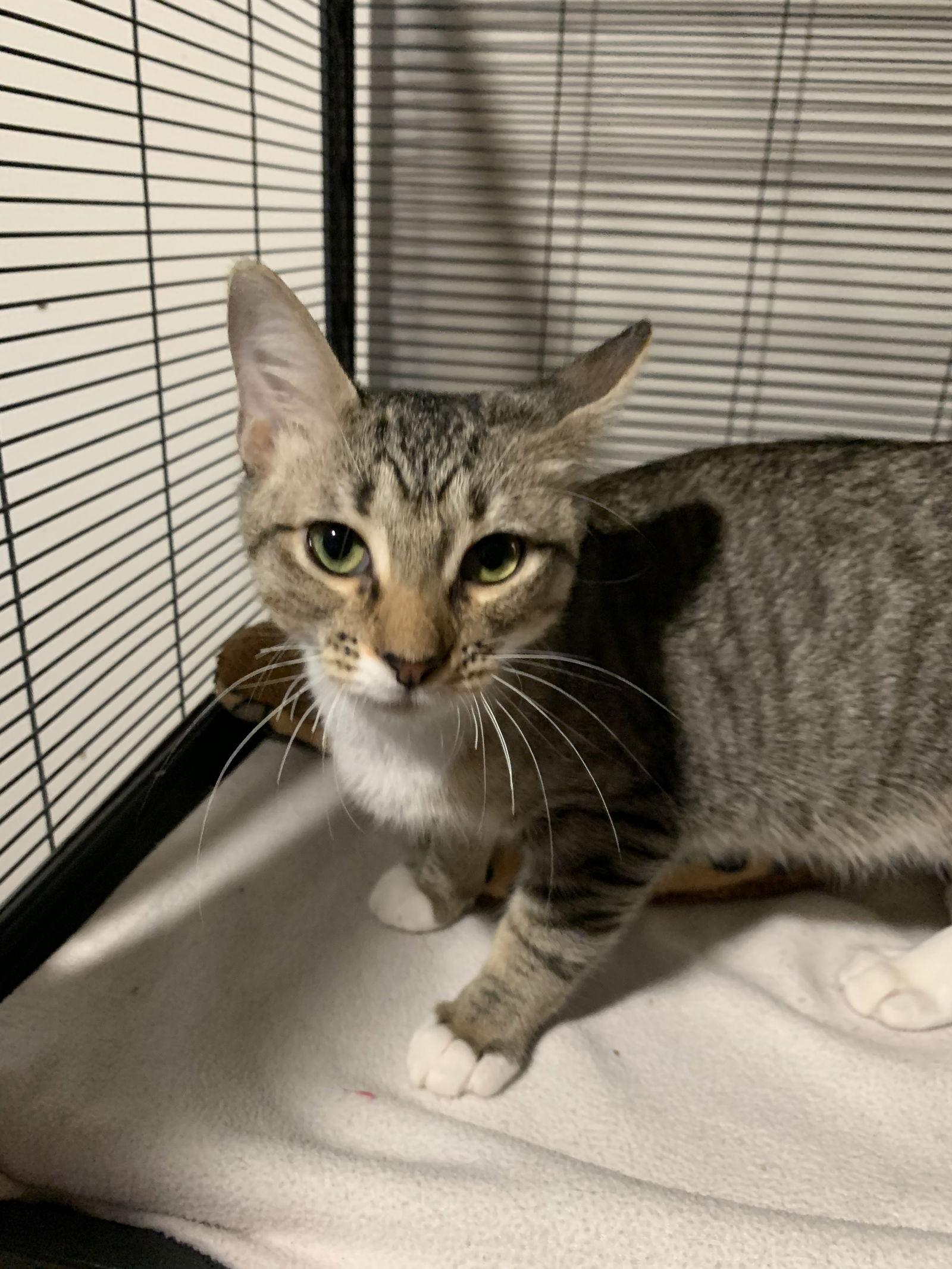 Darwin, a Adoptable Domestic Short Hair in Sanford, FL image 4/5