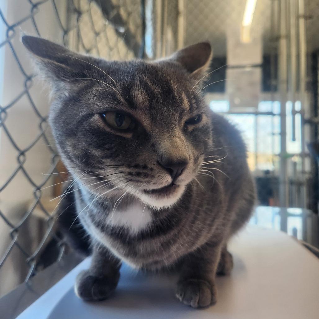 Enlarge Hazelnut, a Adoptable Domestic Short Hair in Pullman, WA image 2/4