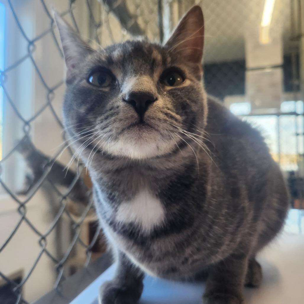 Enlarge Hazelnut, a Adoptable Domestic Short Hair in Pullman, WA image 3/4