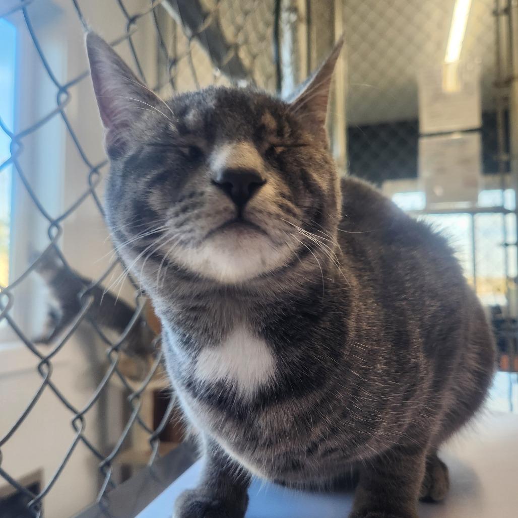Enlarge Hazelnut, a Adoptable Domestic Short Hair in Pullman, WA image 4/4
