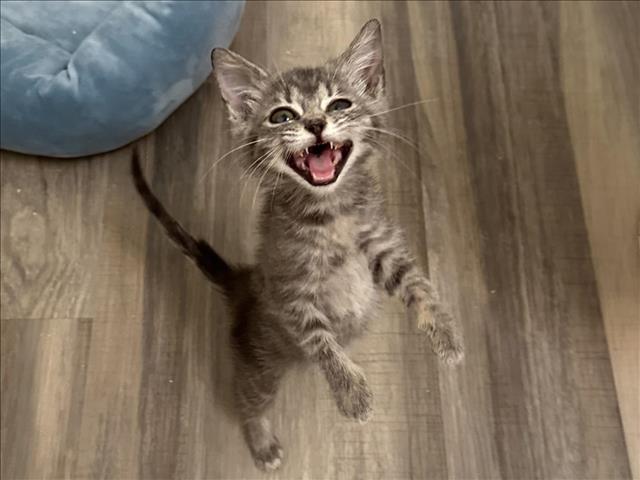 STORMY, Adoptable, Kitten Female Domestic Medium Hair.