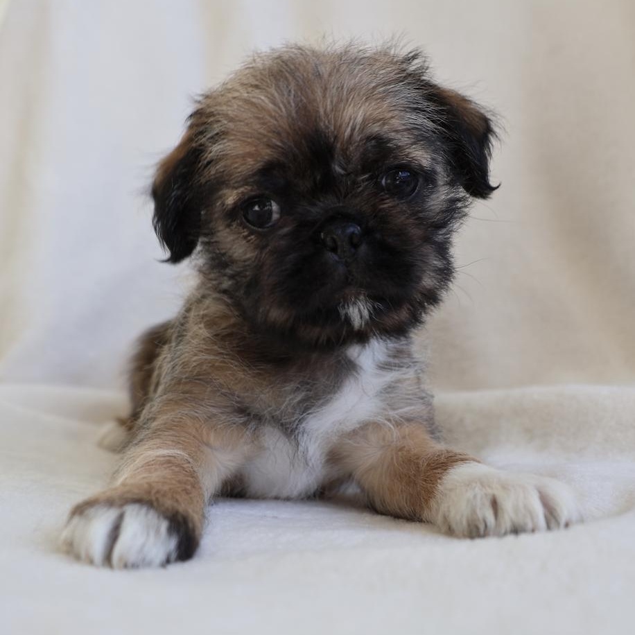 Enlarge Maddy, a ADOPTABLE mixed breed in Fort Collins, CO image 4/5