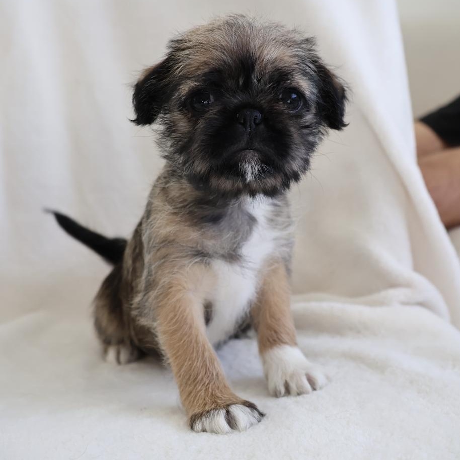 Enlarge Maddy, a ADOPTABLE mixed breed in Fort Collins, CO image 1/5