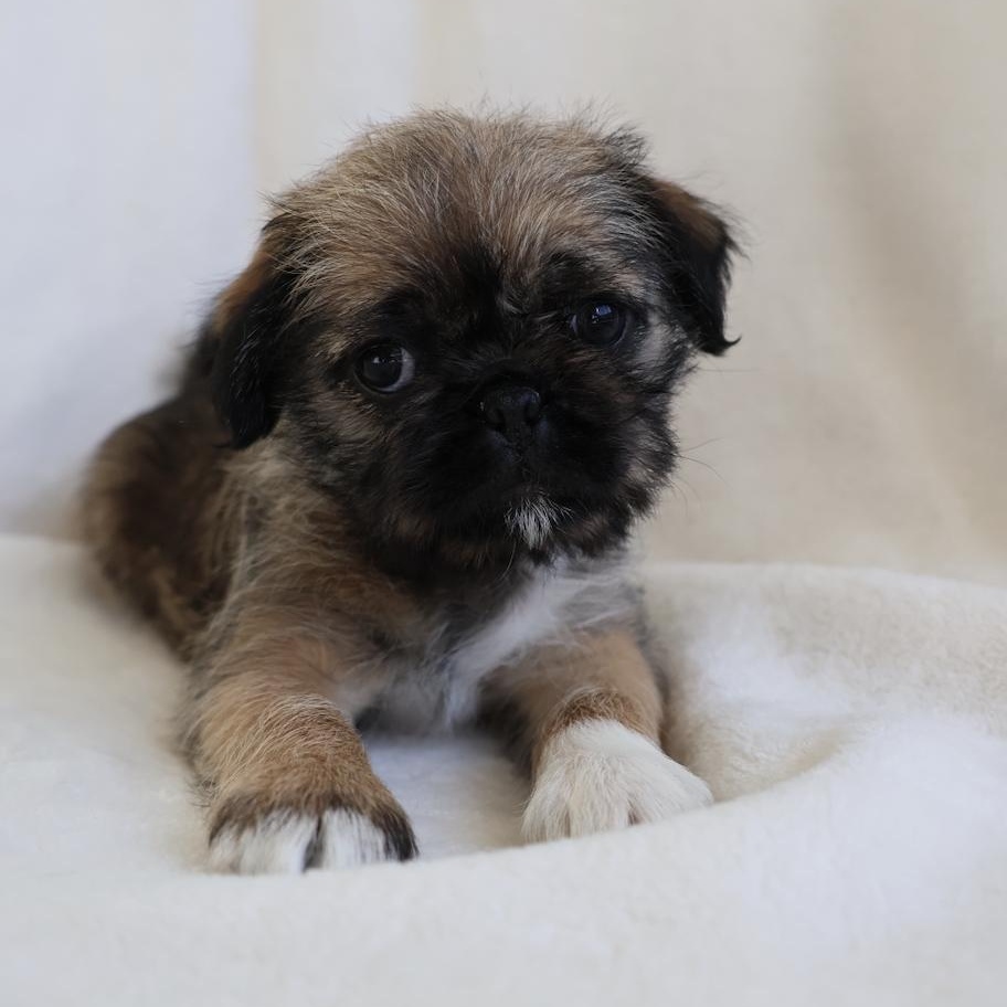 Enlarge Maddy, a ADOPTABLE mixed breed in Fort Collins, CO image 2/5