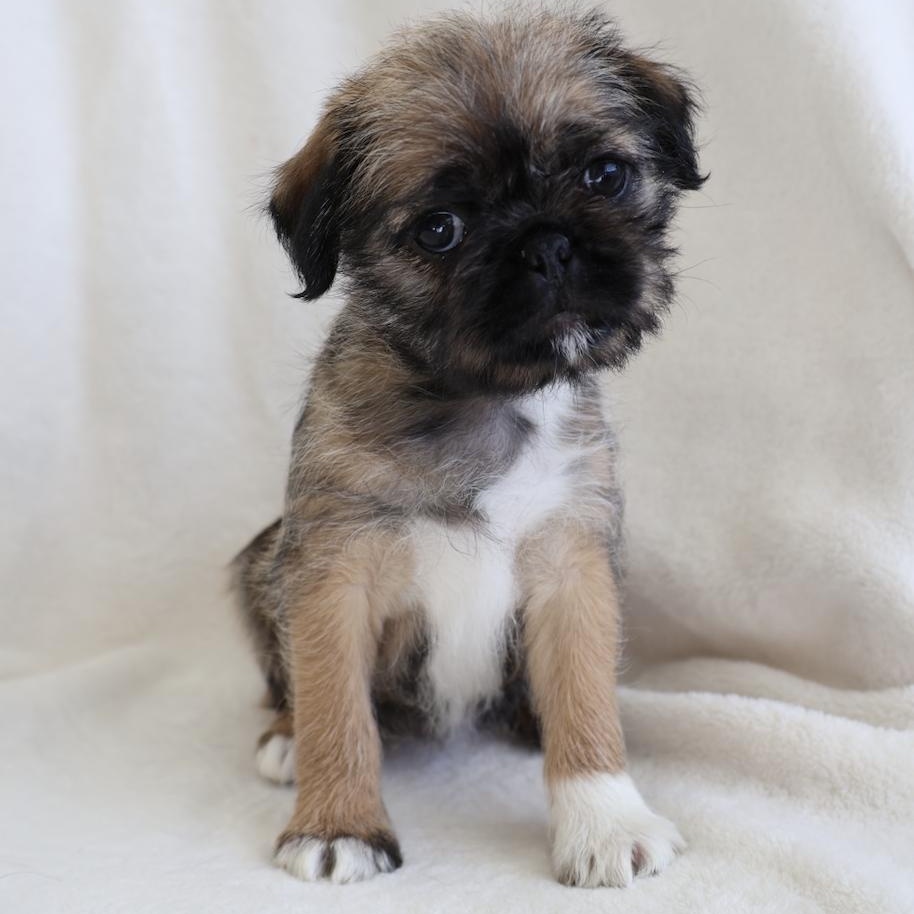 Enlarge Maddy, a ADOPTABLE mixed breed in Fort Collins, CO image 3/5