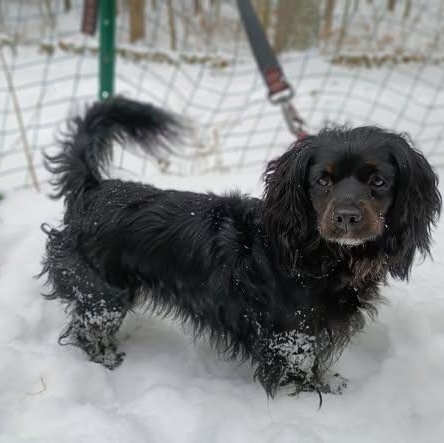 Jo, a ADOPTABLE mixed breed in Nantucket, MA image 2/2