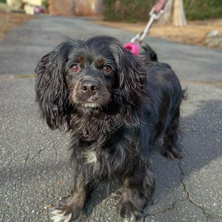 Jo, ADOPTABLE, Adult Female Cavalier King Charles Spaniel.