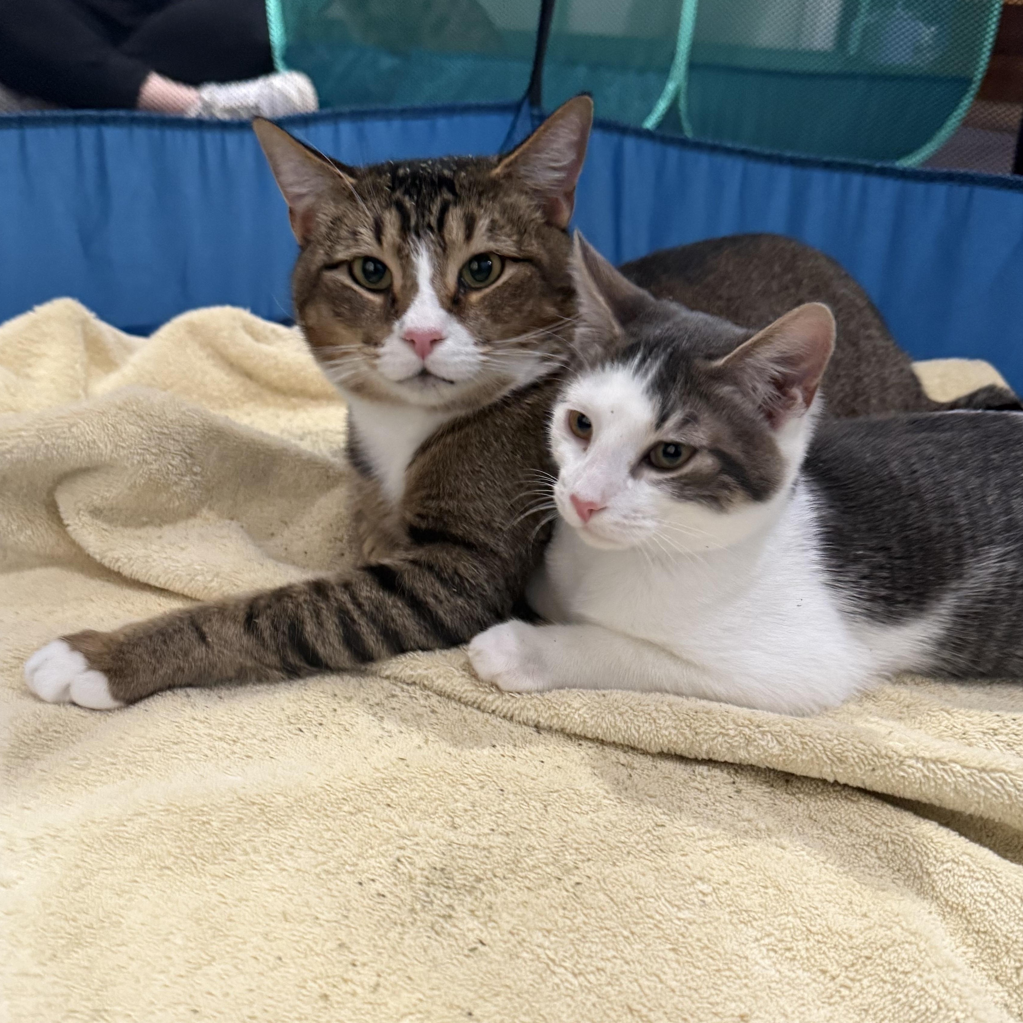 Anya and Giles, adopted, Young Male Domestic Short Hair.