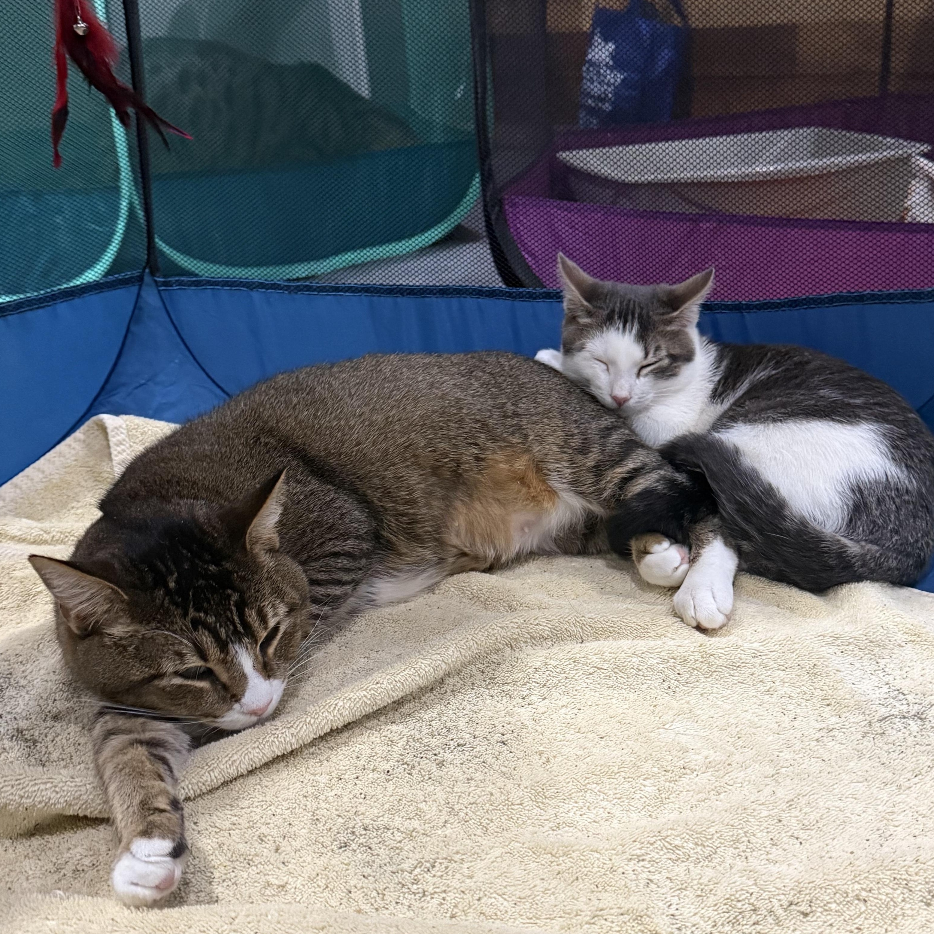 Anya and Giles, an adopted Domestic Short Hair in Philadelphia, PA image 2/6