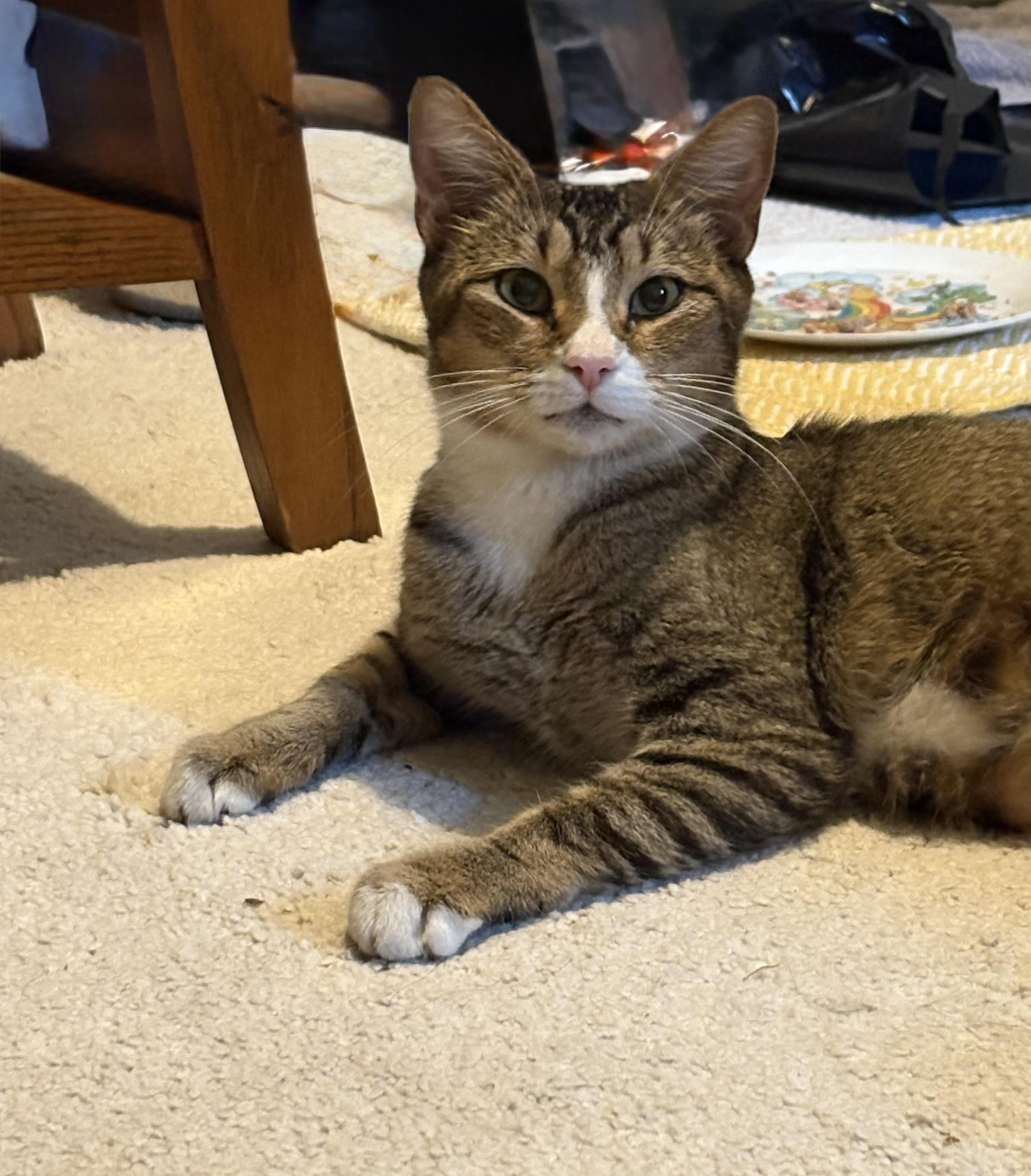 Anya and Giles, an adopted Domestic Short Hair in Philadelphia, PA image 3/6