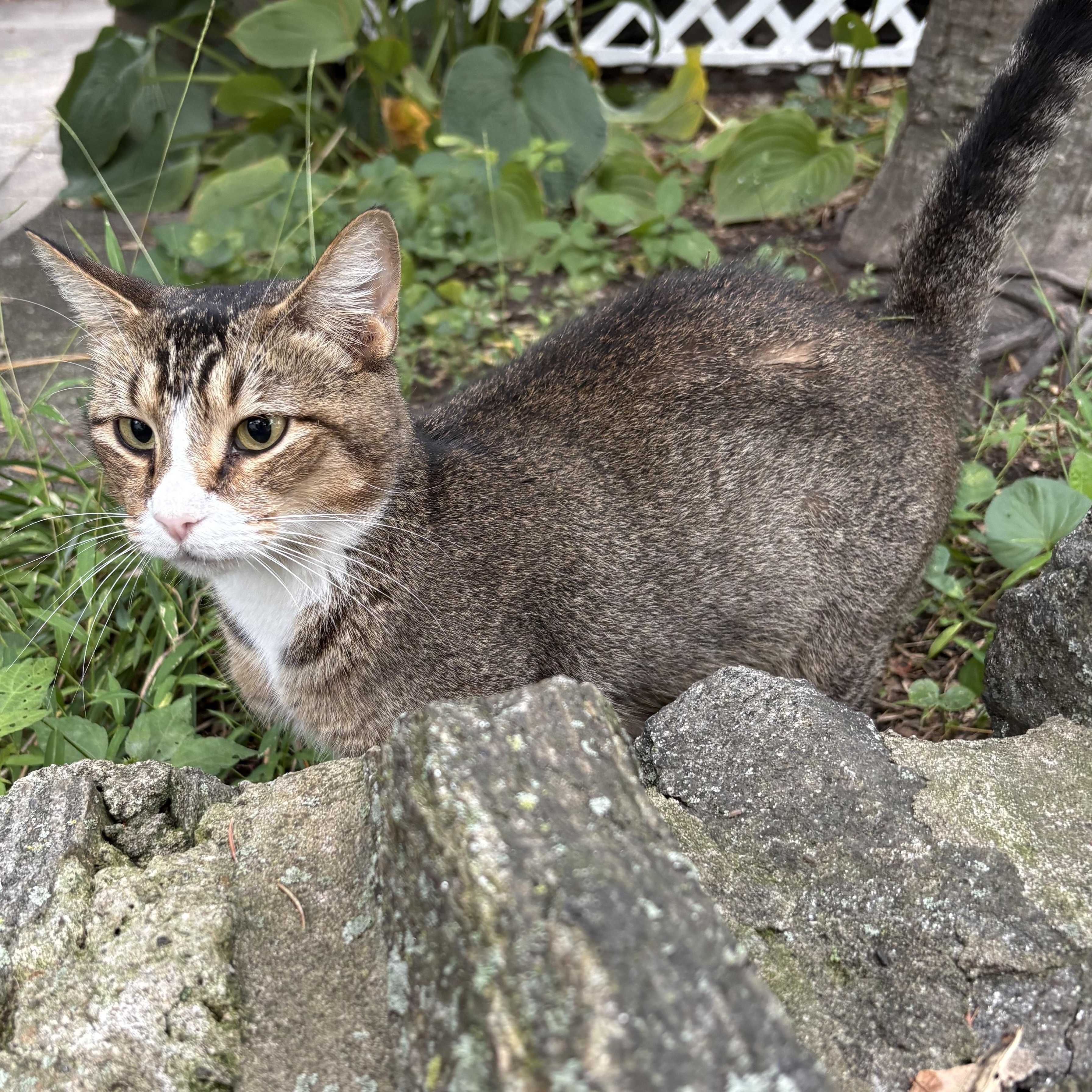 Anya and Giles, an adopted Domestic Short Hair in Philadelphia, PA image 4/6