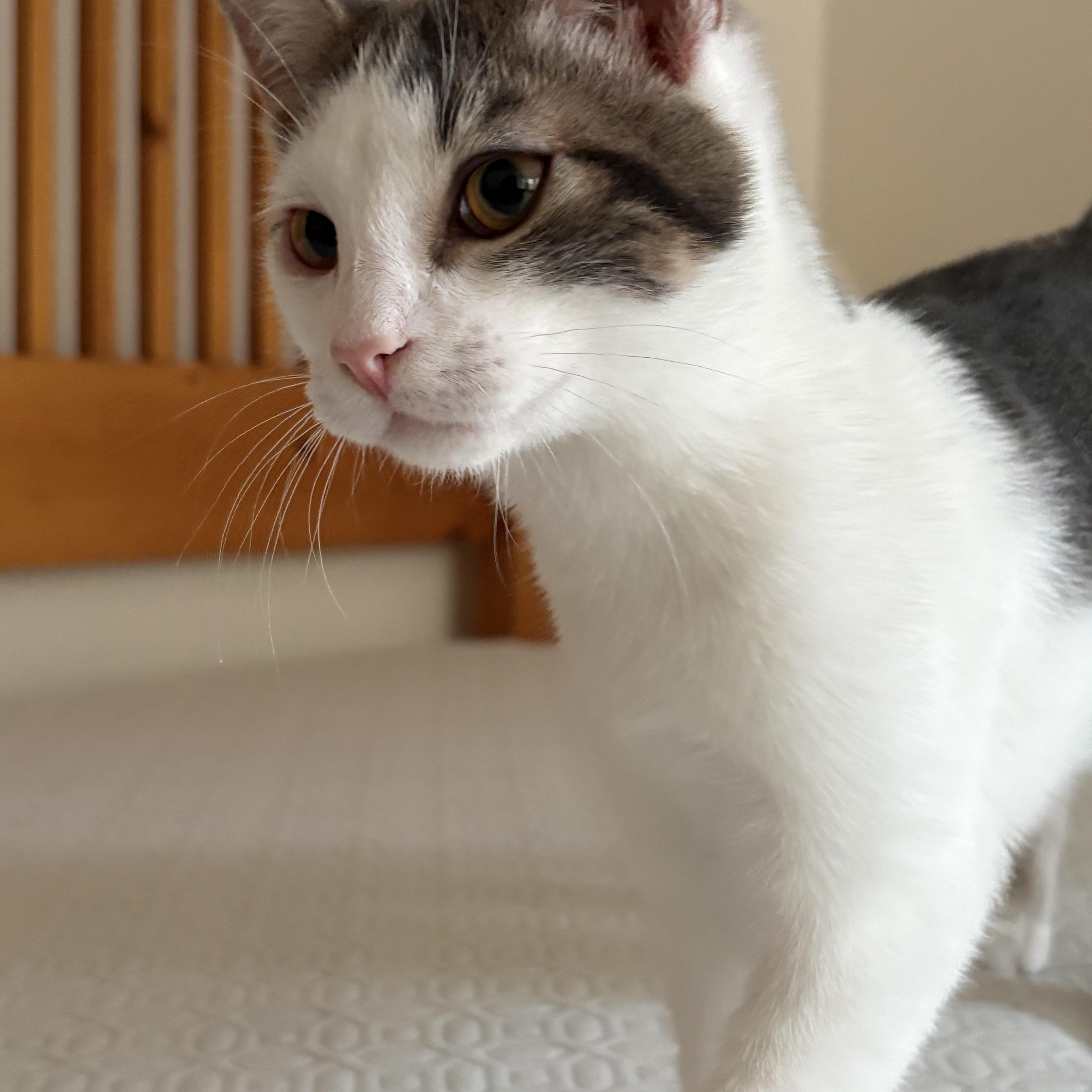 Anya and Giles, an adopted Domestic Short Hair in Philadelphia, PA image 5/6