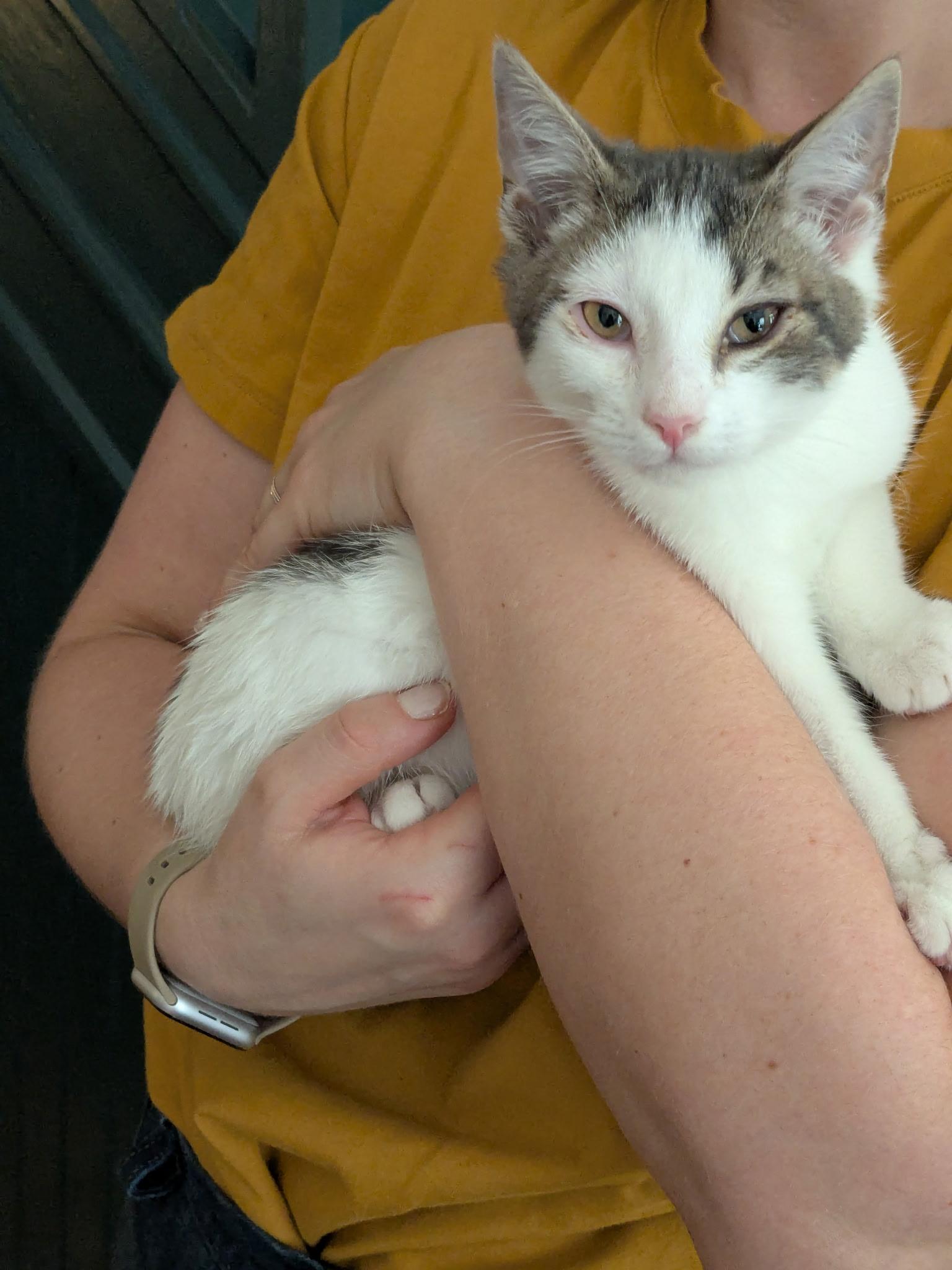 Anya and Giles, an adopted Domestic Short Hair in Philadelphia, PA image 6/6