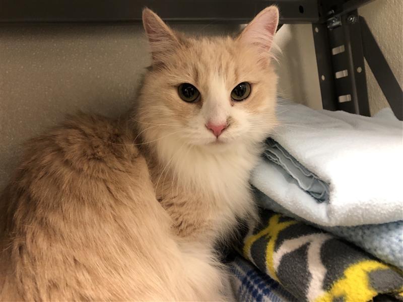 Cora, a ADOPTABLE Domestic Long Hair in Prince Frederick, MD image 3/3