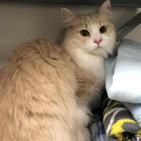 Cora, ADOPTABLE, Adult Female Domestic Long Hair.